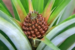 Ananas Arruda