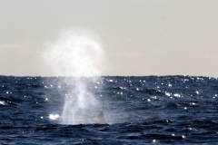 Whale Watching