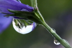 Natur