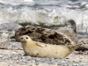 2015-04-03-11-58-55_50D_IMG_7856