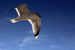 Vögel