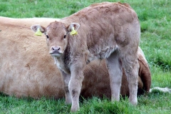 Tiere