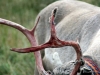 NORDLAND_2008_0320