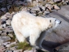 NORDLAND_2008_0150
