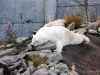 NORDLAND_2008_0151