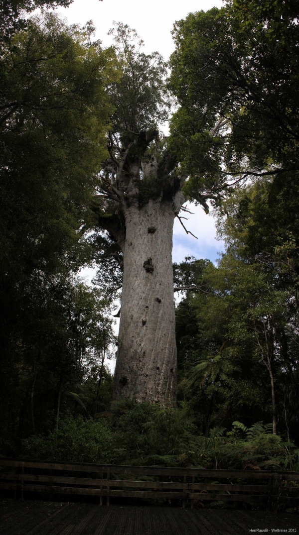 tane-mahuta-pan